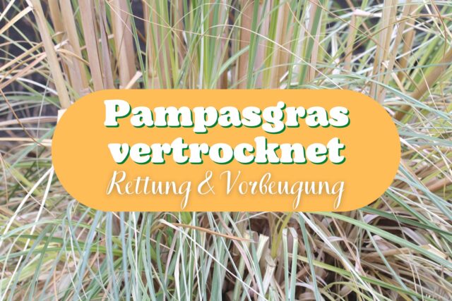 Pampasgras sieht vertrocknet aus