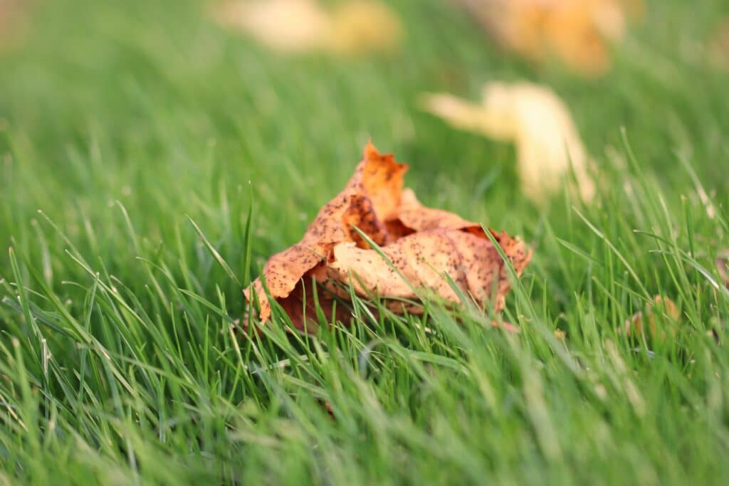 Rasen mit Laubblatt im Herbst