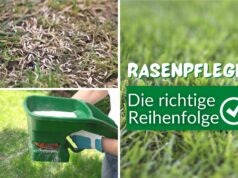 Rasen nachsäen und düngen