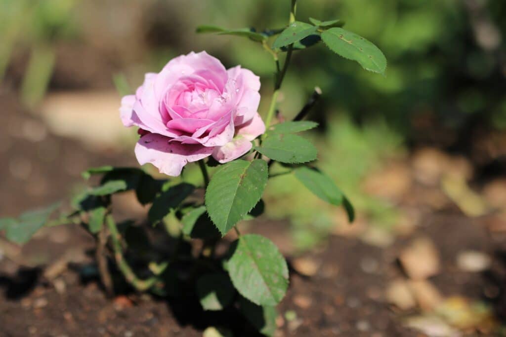 Rose blüht in der Sonne