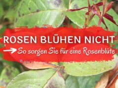 Rosen blühen nicht