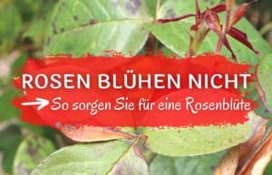 Rosen blühen nicht