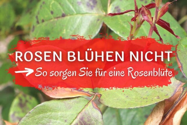 Rosen blühen nicht