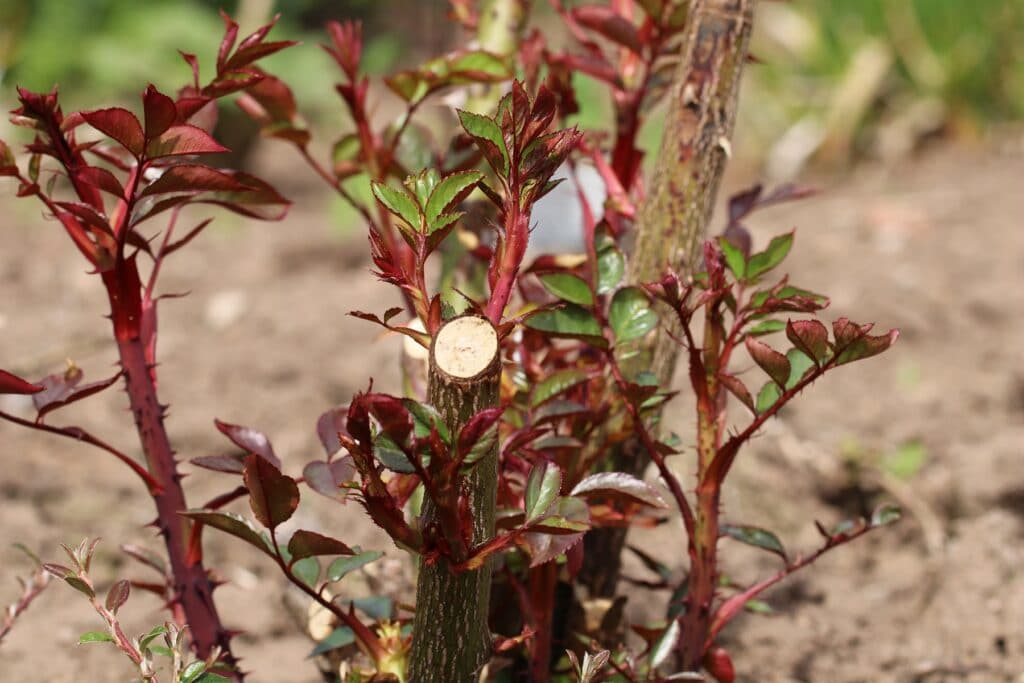 Geschnittene Rosen