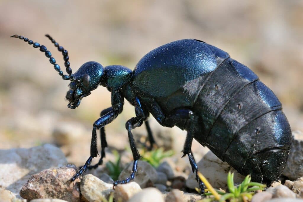 Schwarzblauer Ölkäfer (Meloe proscarabaeus)