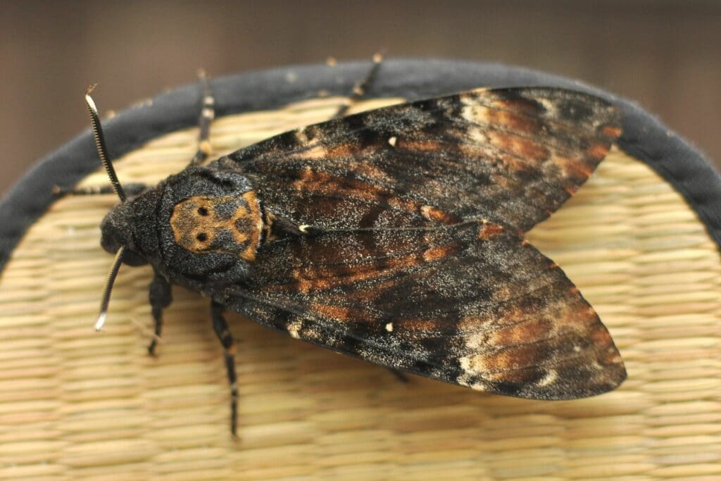 Totenkopfschwärmer (Acherontia atropos)