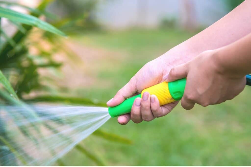 Ziergras mit Gartenschlauch wässern