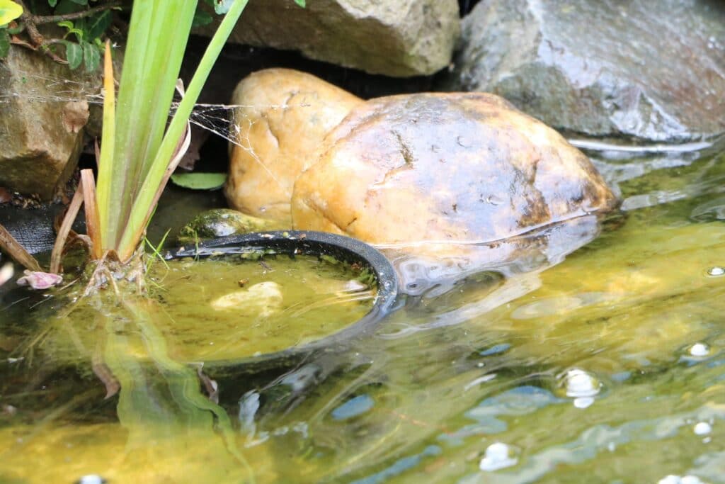 Algen in Gartenteich