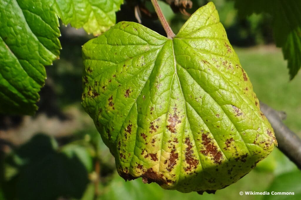 Blattfallkrankheit an Roten Johannisbeeren