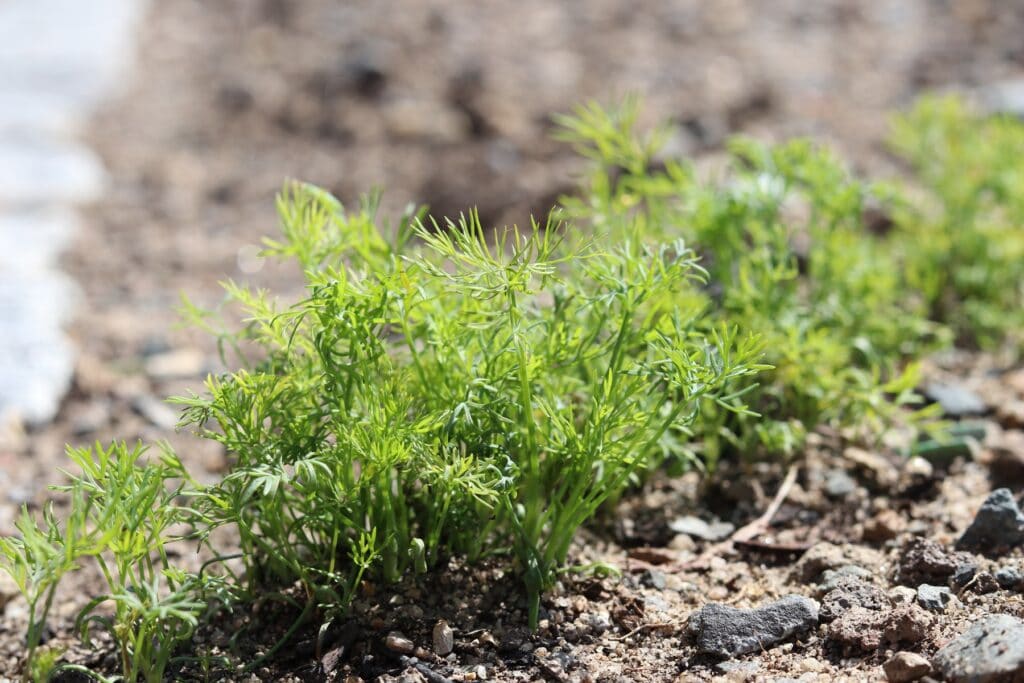 Dill (Anethum graveolens)