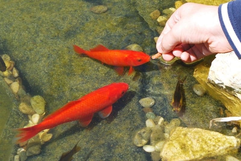Hand füttert Goldfische im Teich