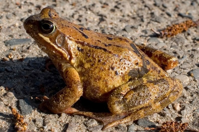 Grasfrosch (Rana temporaria)