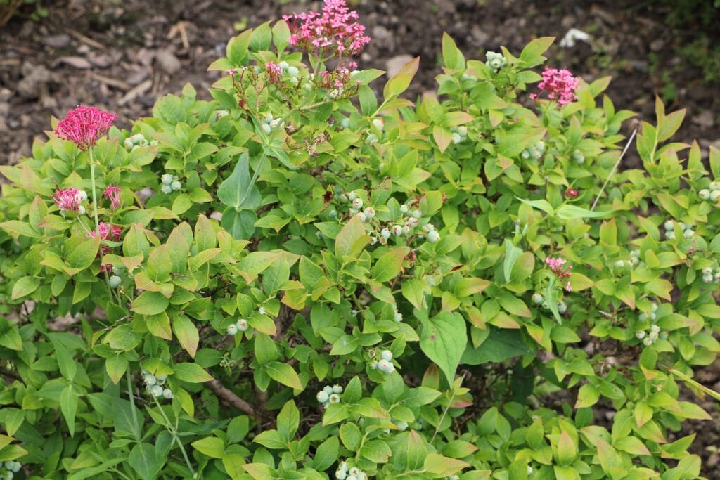 Heidelbeerstrauch im Garten