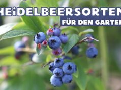 Heidelbeeren im Garten