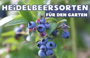 Heidelbeeren im Garten