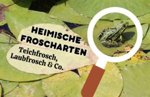 Heimische Froscharten - Frosch im Teich