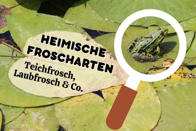 Heimische Froscharten - Frosch im Teich