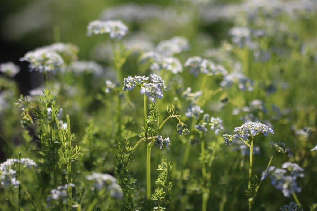 Kerbel (Anthriscus cerefolium)