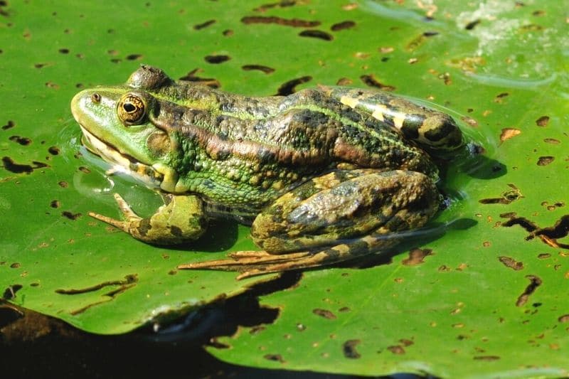 Kleiner Wasserfrosch (Pelophylax lessonae)