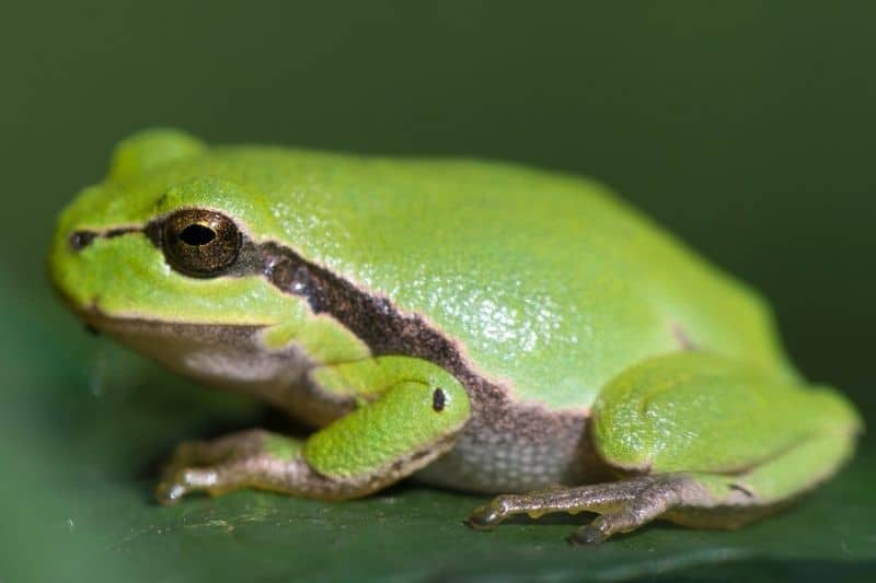 Laubfrosch (Hyla arborea)