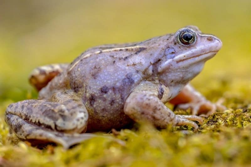 Moorfrosch (Rana arvalis)