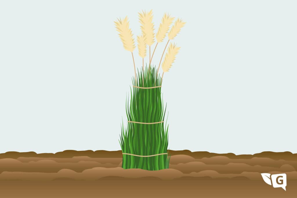Grafik Ziergräser überwintern durch Zusammenbinden der Halme (hier Pampasgras)