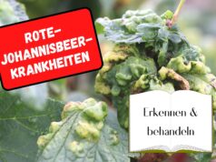 Krankheiten an Roten Johannisbeeren