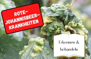 Krankheiten an Roten Johannisbeeren