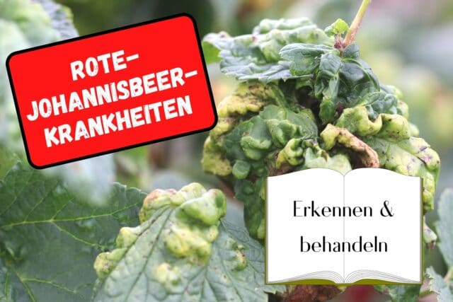 Krankheiten an Roten Johannisbeeren