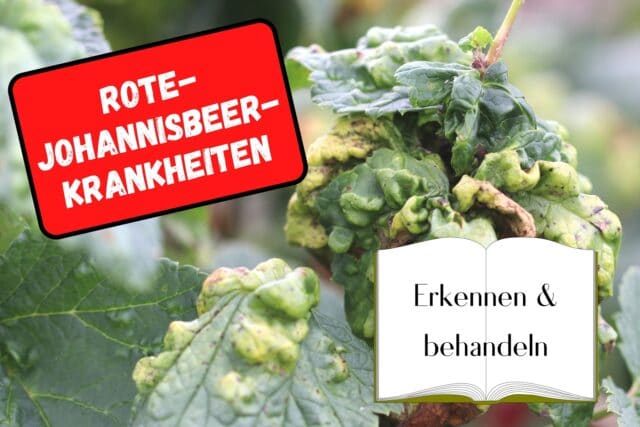 Krankheiten an Roten Johannisbeeren