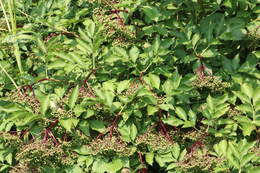 Schwarzer Holunder (Sambucus nigra) in der Sonne