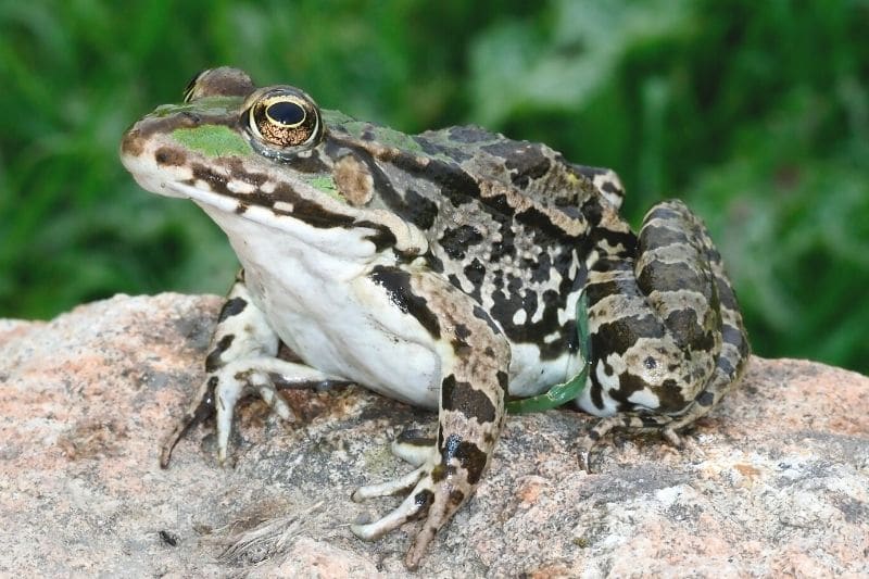 Seefrosch (Pelophylax ridibundus)