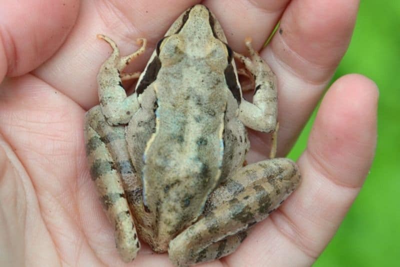 Springfrosch (Rana dalmatina) auf Handinnenfläche