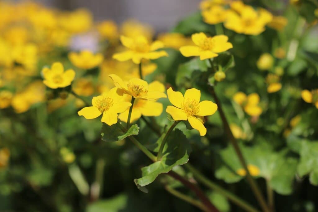 Sumpfdotterblume (Caltha palustris)