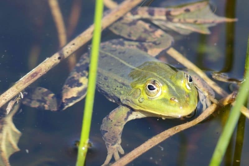 Teichfrosch (Pelophylax kl. esculentus)