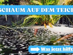 Teichwasser schäumt