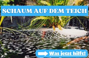 Teichwasser schäumt