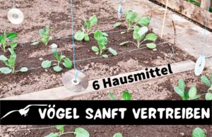 Vögel sanft vertreiben - CD-Mobiles auf Gemüsebeet