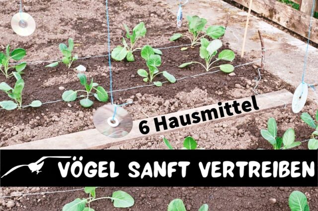 Vögel sanft vertreiben - CD-Mobiles auf Gemüsebeet