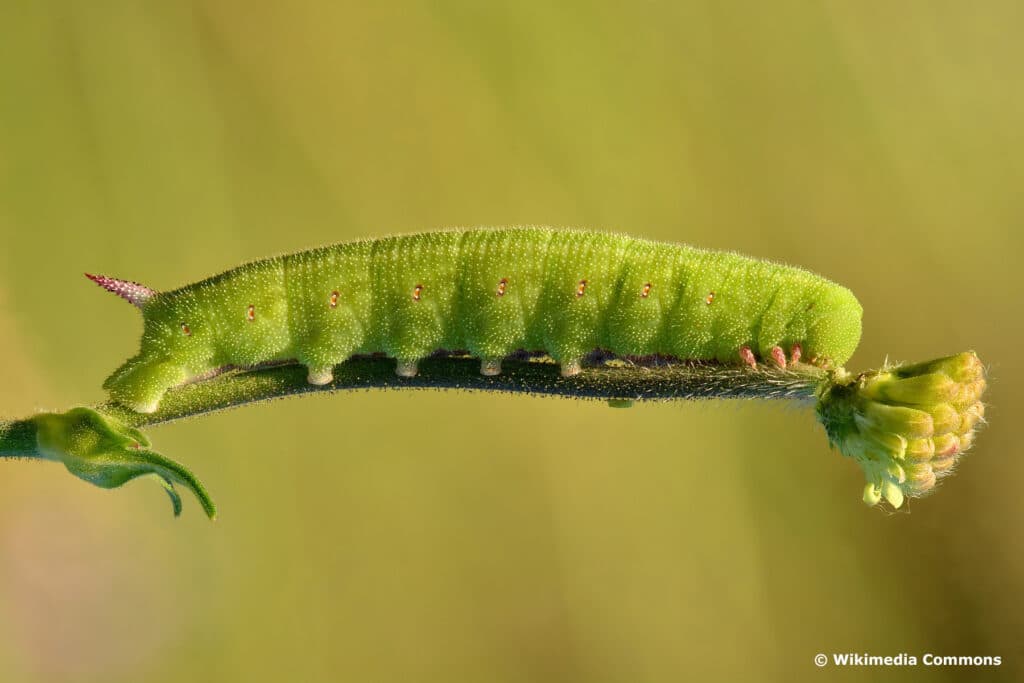 Grüne Raupe mit Stachel - Abendpfauenauge (Smerinthus ocellata)