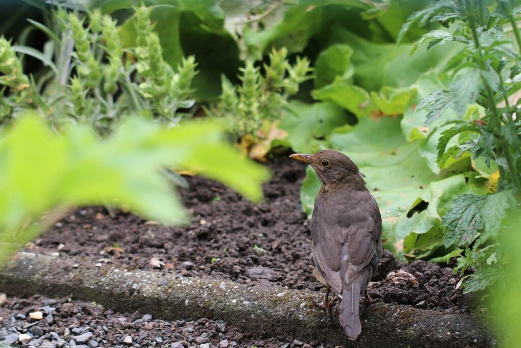 Amselweibchen im Garten