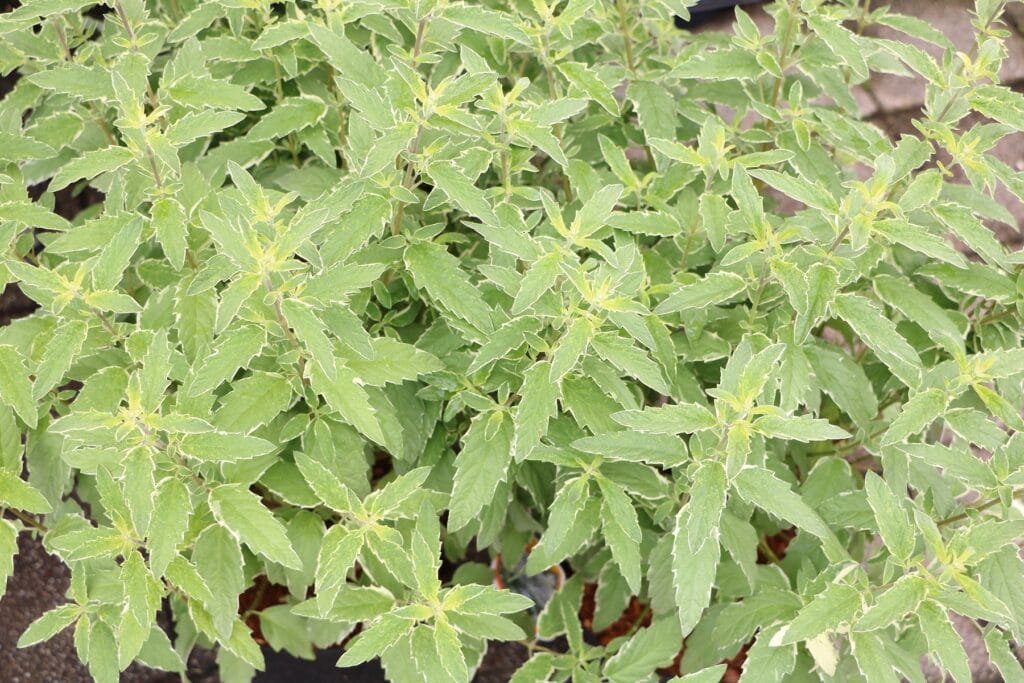 Bartblume (Caryopteris x clandonensis) 'White Surprise'