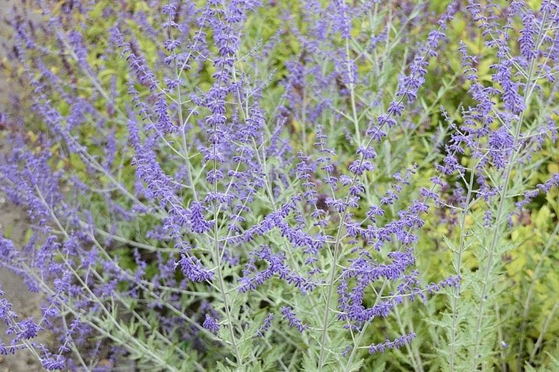 Blauraute (Perovskia atriplicifolia)