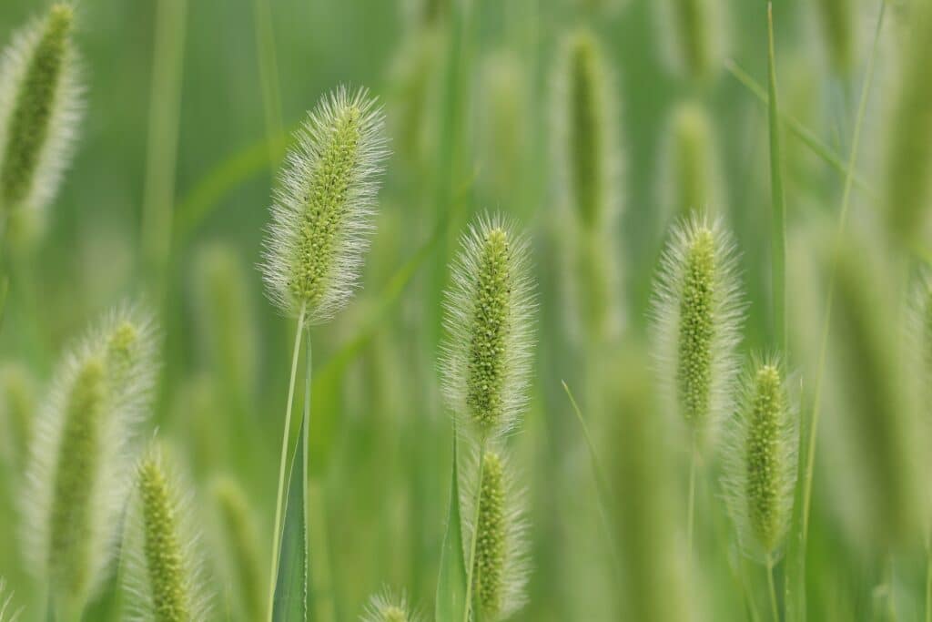 Borstenhirse (Setaria viridis)