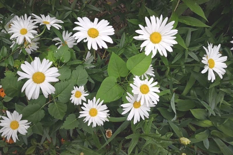 Dalmatinische Insektenblume (Tanacetum cinerariifolium)