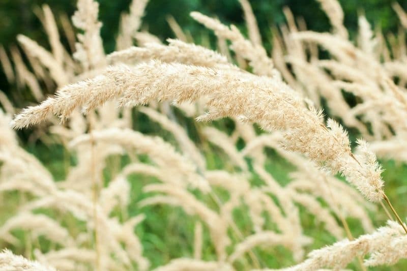 Diamant-Reitgras (Calamagrostis brachytricha)