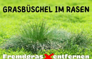 Dicke Grasbüschel im Rasen entfernen