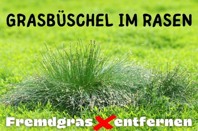 Dicke Grasbüschel im Rasen entfernen