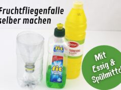 Fruchtfliegenfalle mit Essig und Spülmittel herstellen