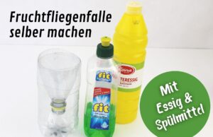 Fruchtfliegenfalle mit Essig und Spülmittel herstellen